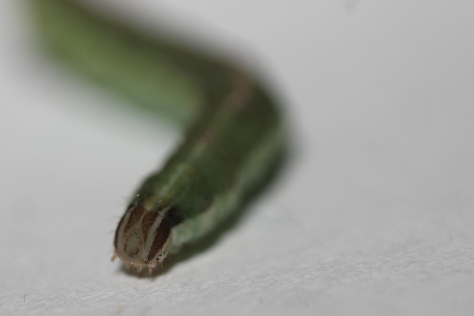 Lythria purpuraria - bíborsávos araszoló