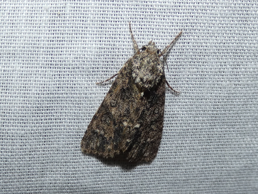 Acronicta rumicis - sóska-szigonyosbagoly Acronicta rumicis - sóska-szigonyosbagoly