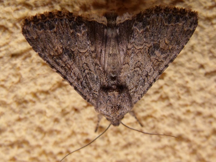 Hadula trifolii - lóherebagoly