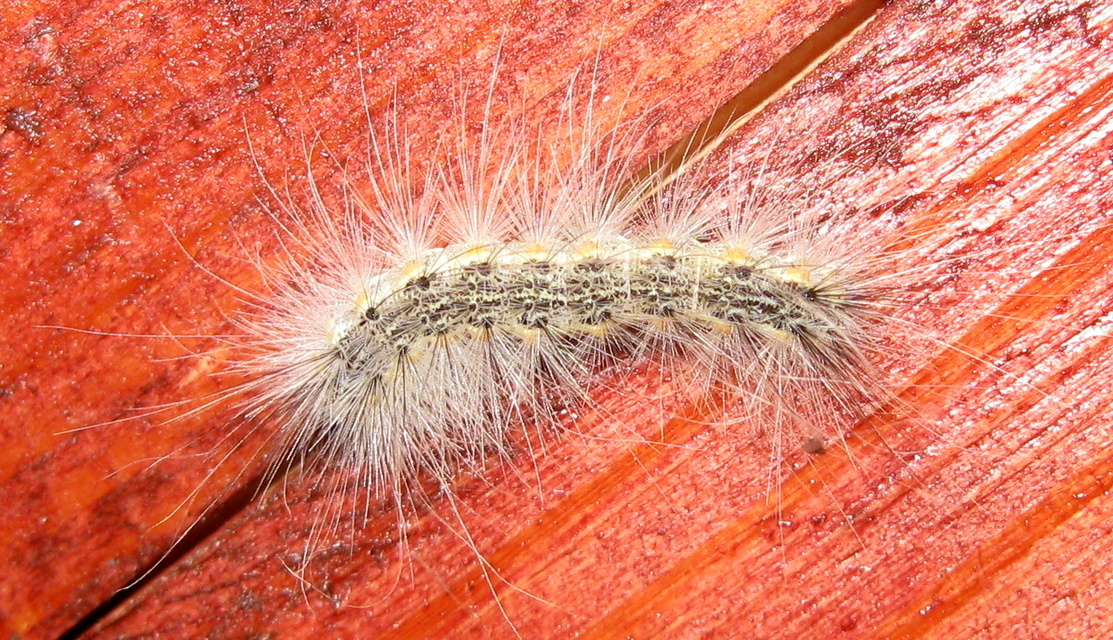 Hyphantria cunea - amerikai fehér medvelepke