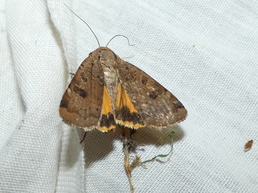 Noctua interposita - köztes sárgafűbagoly