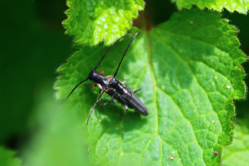 Phytoecia cylindrica - medvelapucincér