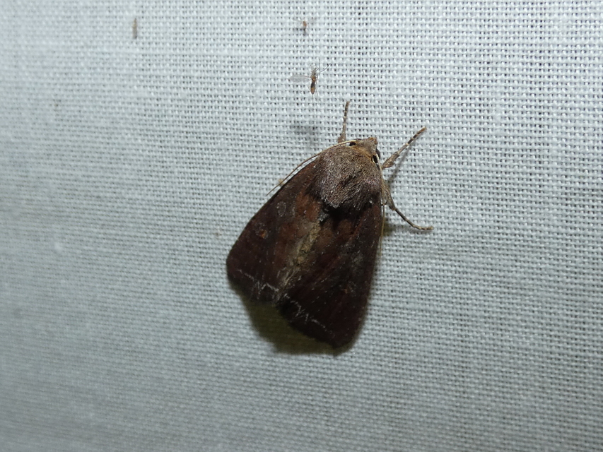 Lacanobia oleracea - saláta-kertibagoly