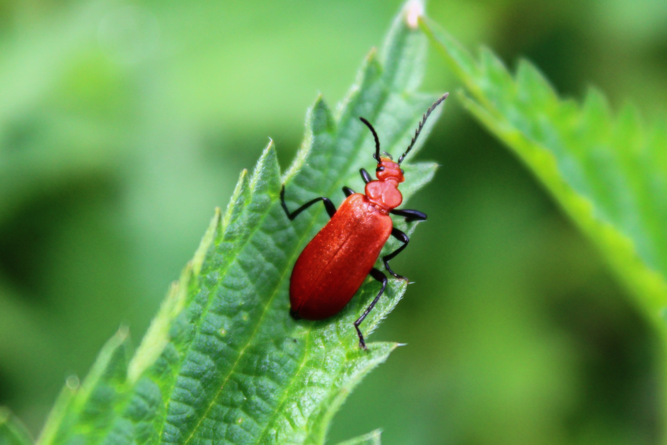 Pyrochroa serraticornis - közép-bíborbogár