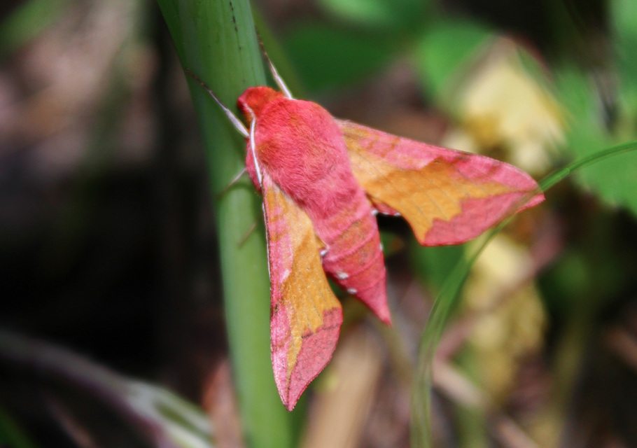 Deilephila porcellus - piros szender