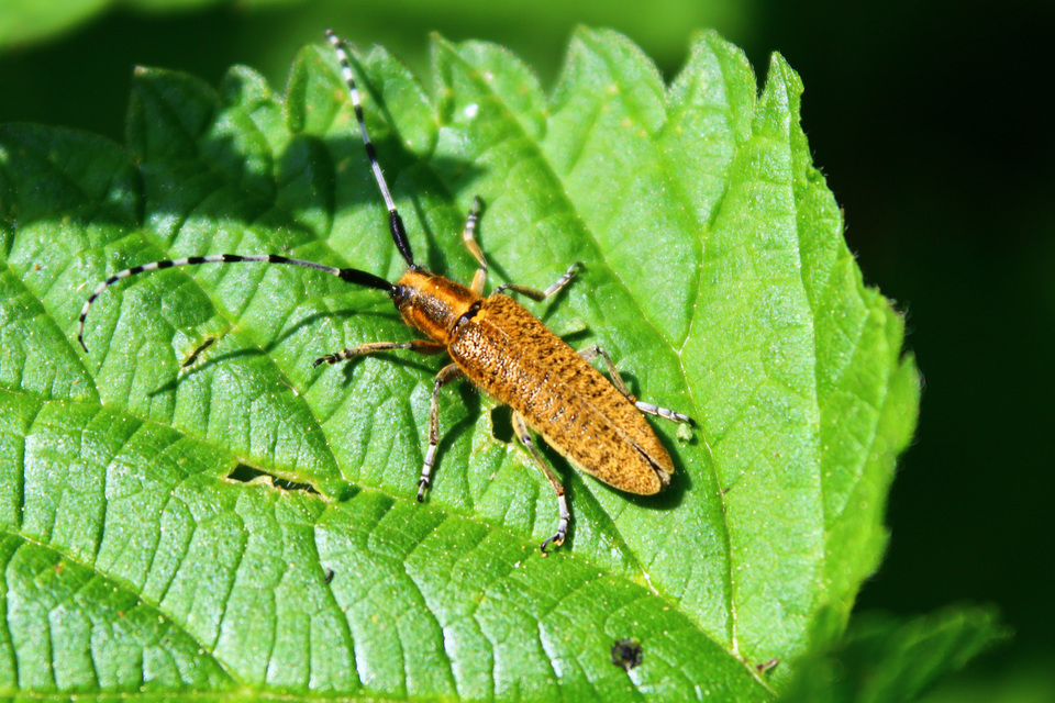 Agapanthia villosoviridescens - fehérgyűrűs bogáncscincér