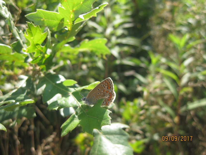 Polyommatus icarus - közönséges boglárka