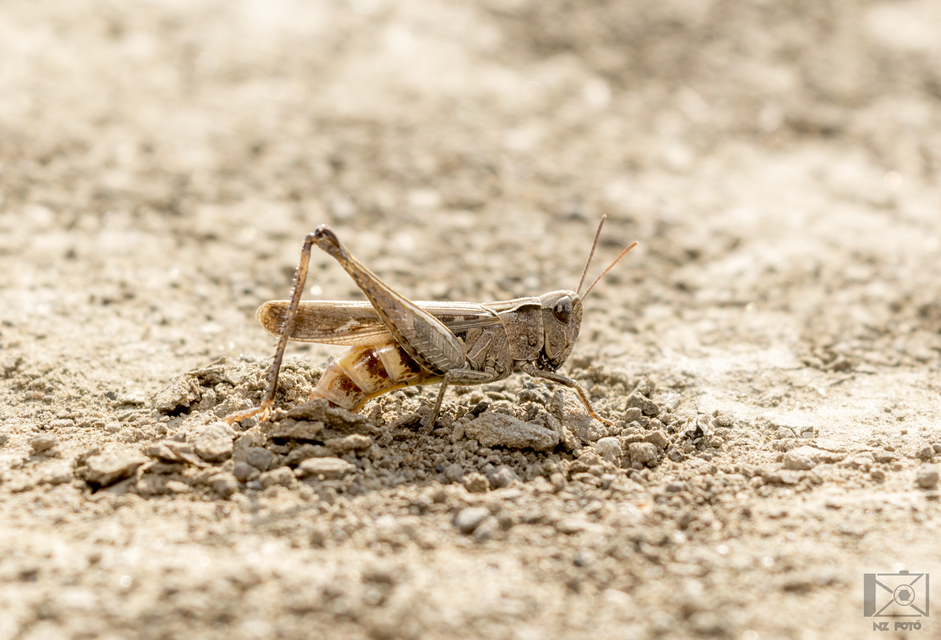 Chorthippus (Glyptobothrus) (subgenus)