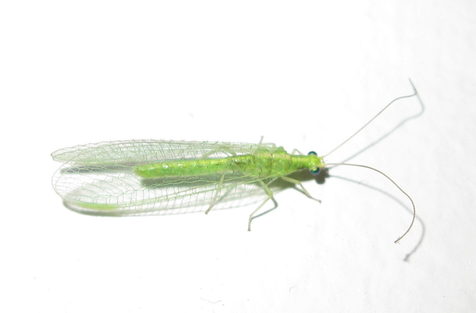 Chrysopidae - zöldfátyolkák Chrysopidae - zöldfátyolkák