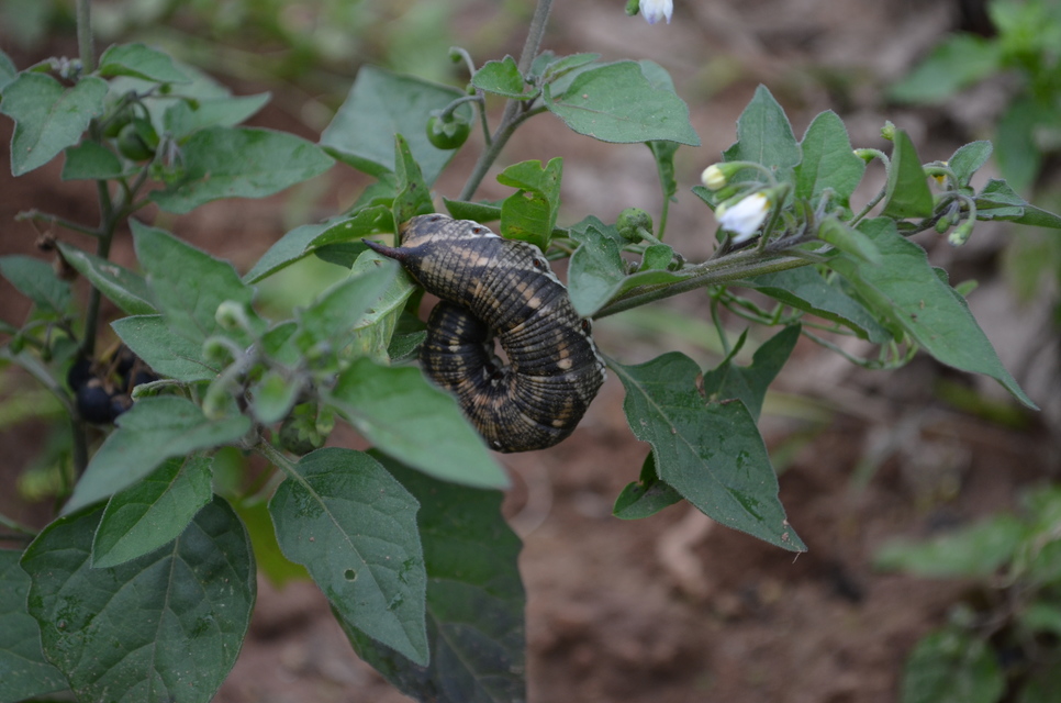 Agrius convolvuli - szulákszender
