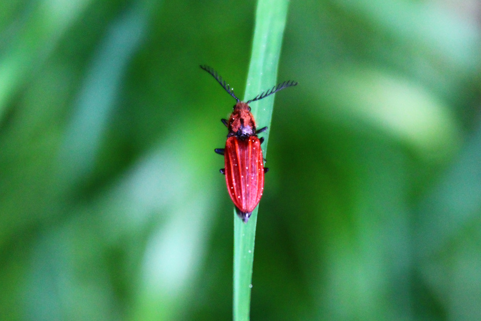 Anostirus purpureus - tűzvörös pattanó