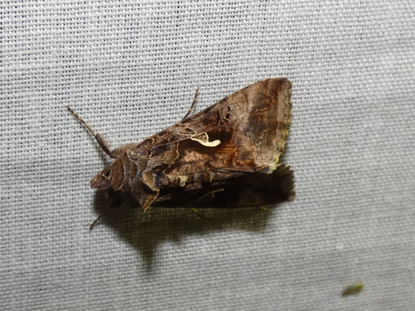 Autographa gamma - gammalepke
