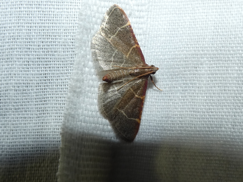Hypsopygia glaucinalis - rezes fényilonca