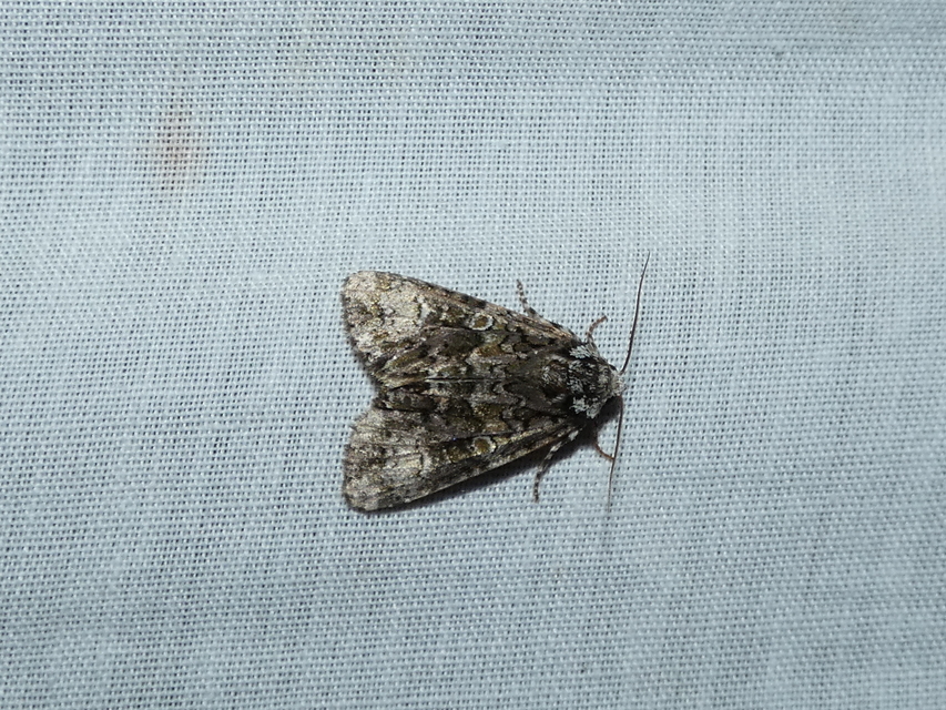 Craniophora ligustri - fagyalbagoly