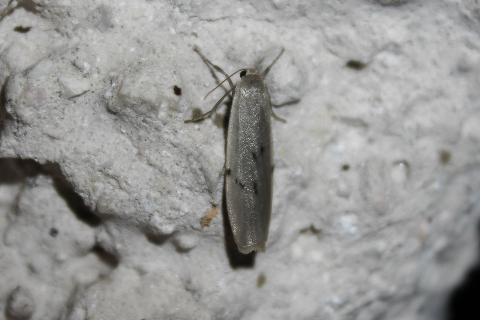 Pelosia muscerda - hamvas zuzmószövő