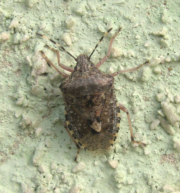 Rhaphigaster nebulosa - bencepoloska
