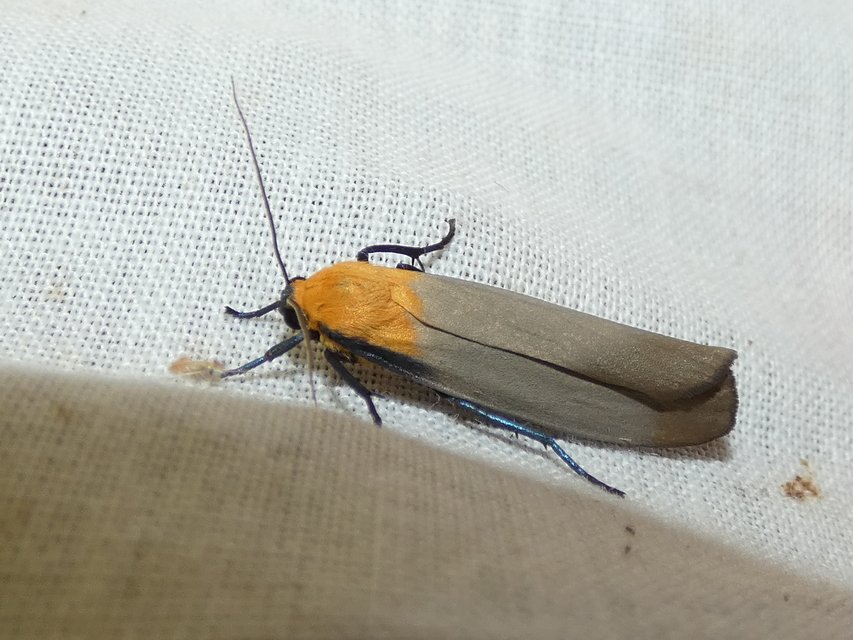 Lithosia quadra - négypettyes zuzmószövő