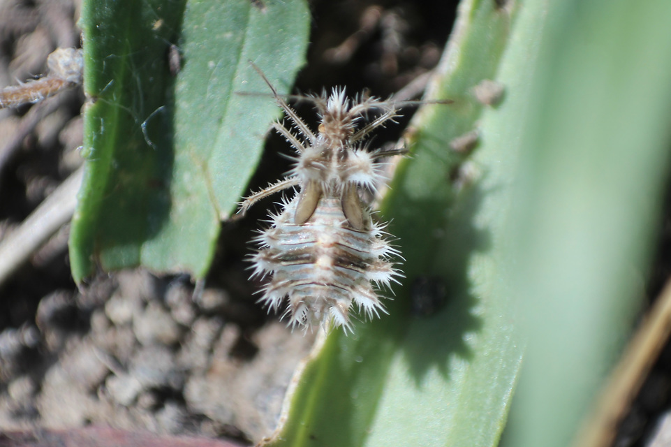 Phyllomorpha laciniata - lándzsás karimáspoloska