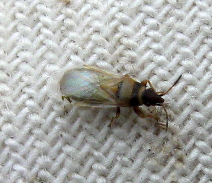 Oxycarenus pallens - fakó bodobács