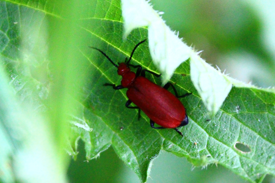 Pyrochroa serraticornis - közép-bíborbogár