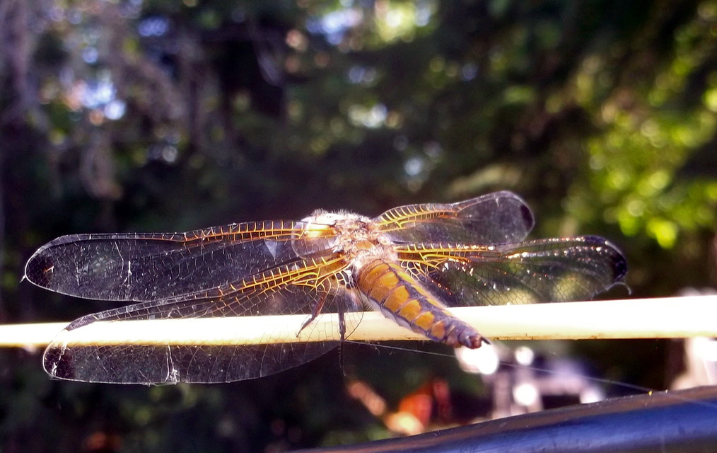 Libellula fulva - kisfoltos laposacsa