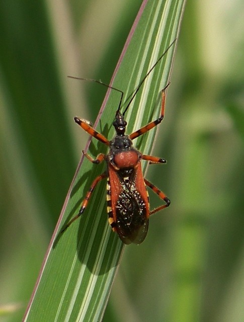 Rhynocoris iracundus - közönséges gyilkospoloska