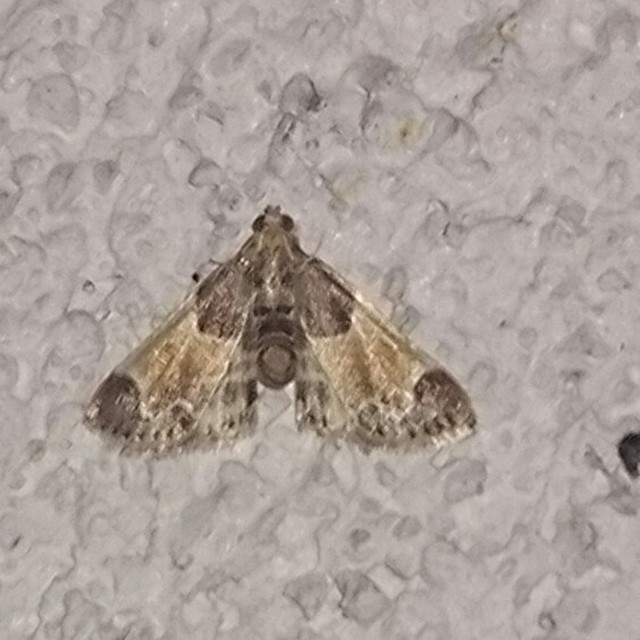Pyralis farinalis - lisztilonca