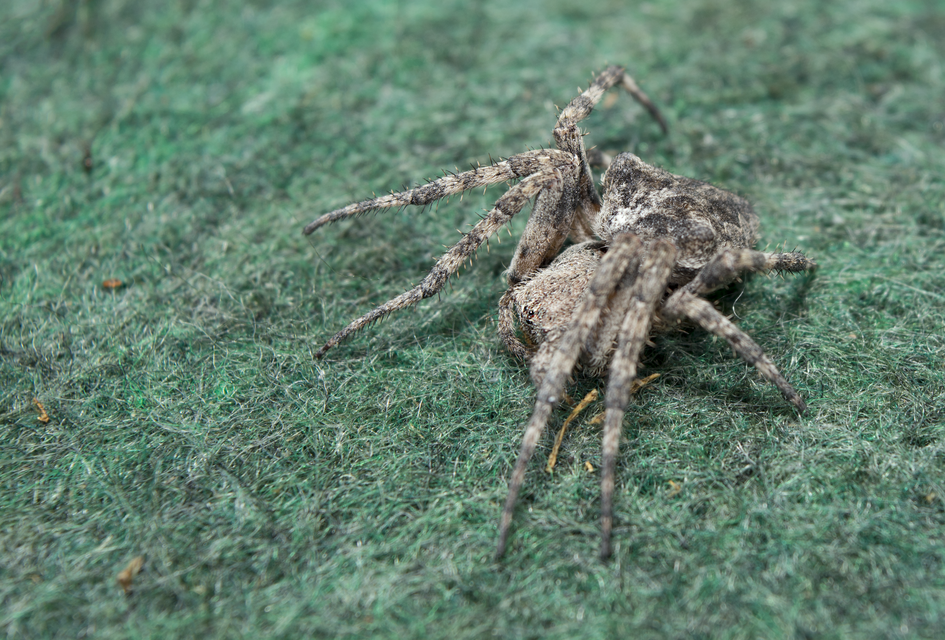 Araneus circe/angulatus