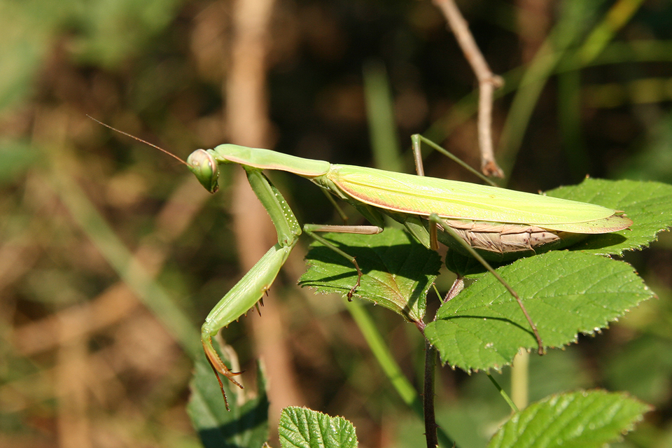 Mantis religiosa - imádkozósáska