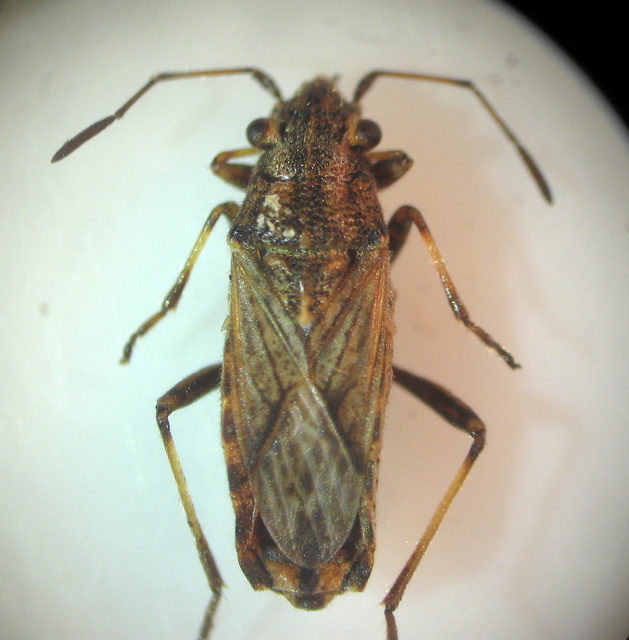 Ortholomus punctipennis - szőrös fényesbodobács
