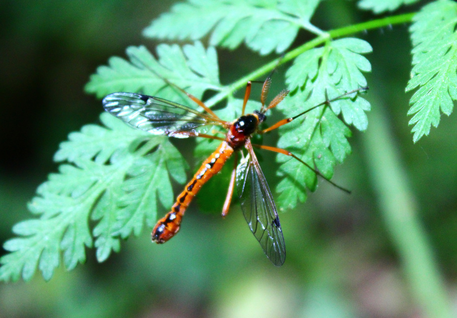 Tanyptera atrata - pirosfekete lószúnyog