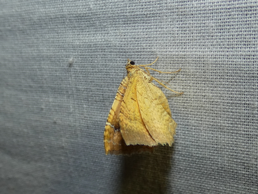 Camptogramma bilineata - kétvonalas sávosaraszoló