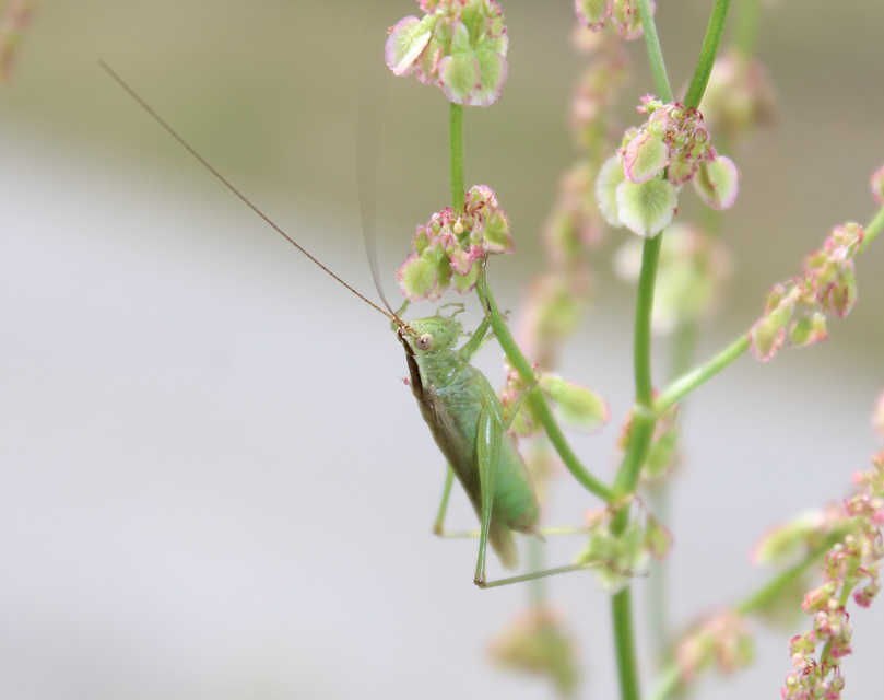 Conocephalus fuscus - kis kúpfejűszöcske