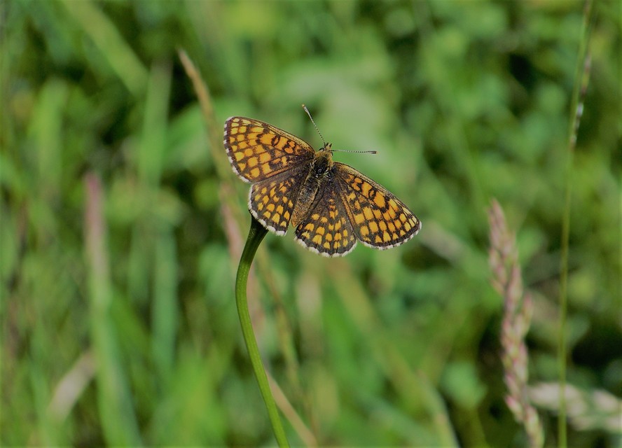Melitaea athalia - közönséges tarkalepke