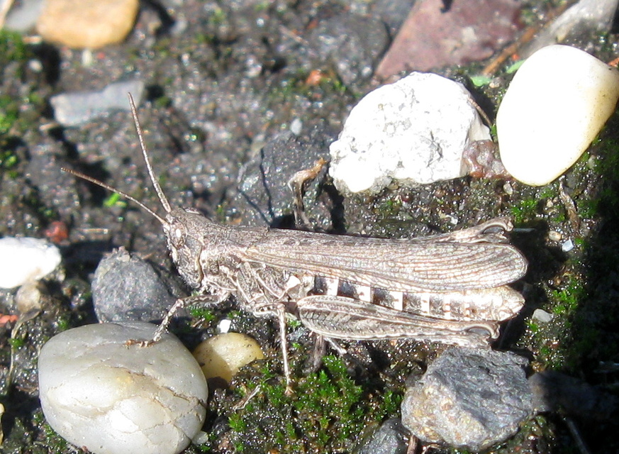 Chorthippus (Glyptobothrus) (subgenus)