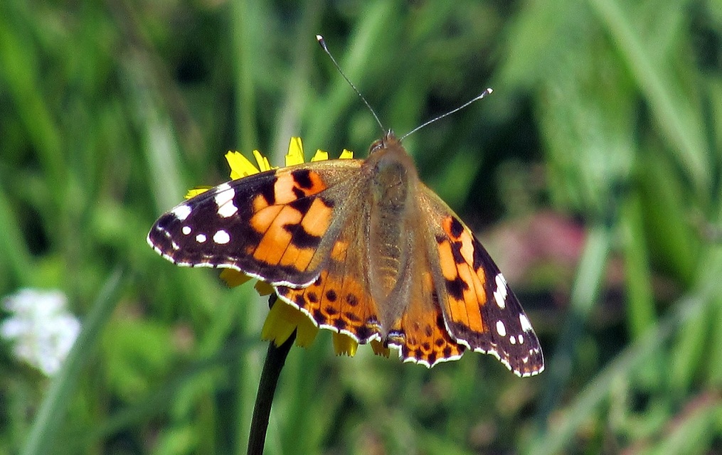 Vanessa cardui - bogáncslepke