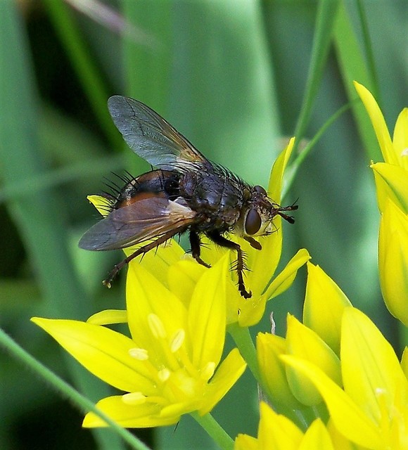 Tachinidae - fürkészlegyek