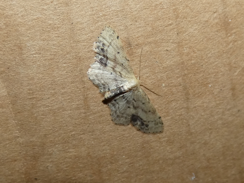 Idaea dimidiata - gyakori apróaraszoló