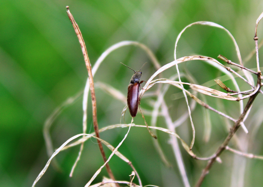 Athous haemorrhoidalis - szurkos pattanó