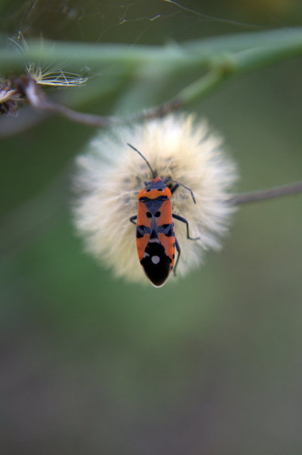 Lygaeus equestris/simulans