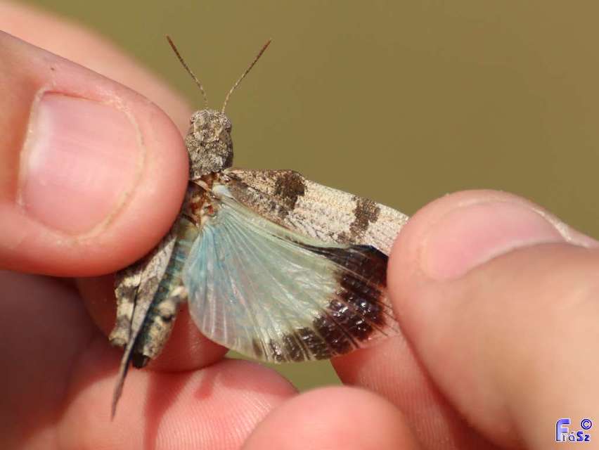 Oedipoda caerulescens - kékszárnyú sáska