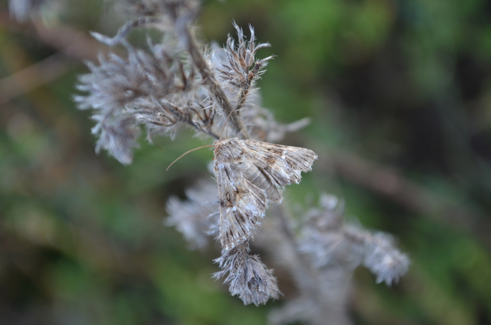 Calophasia lunula - gyújtoványfű-apróbagoly