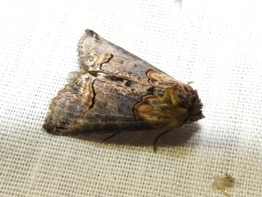Abrostola triplasia - közönséges csalánbagoly