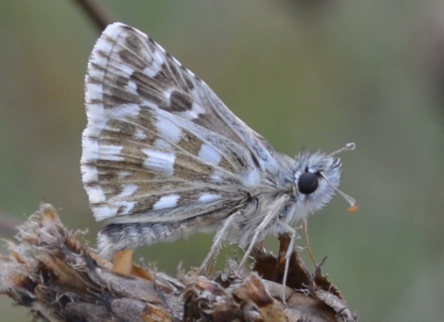 Pyrgus armoricanus - feles busalepke