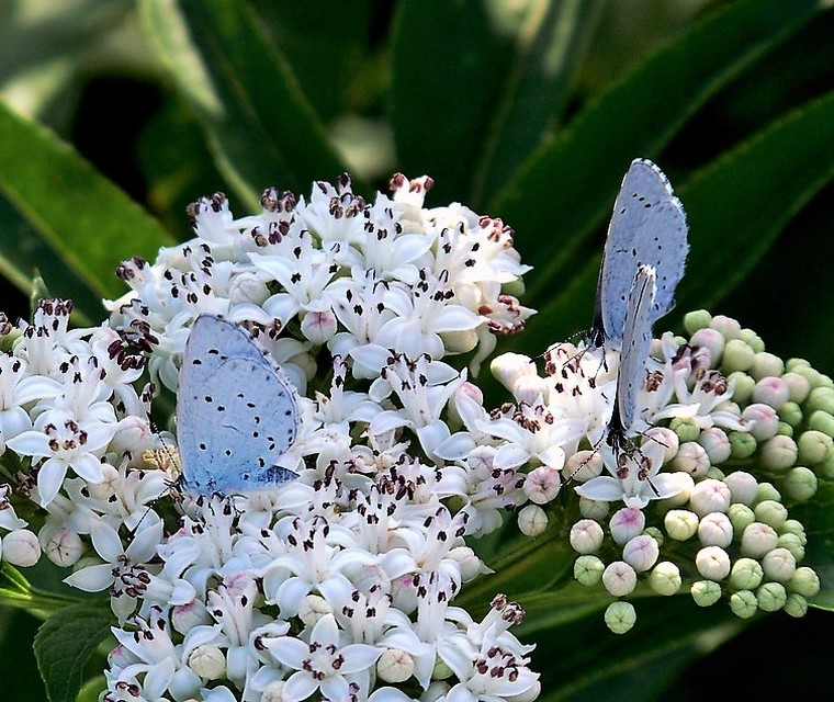 Celastrina argiolus - bengeboglárka