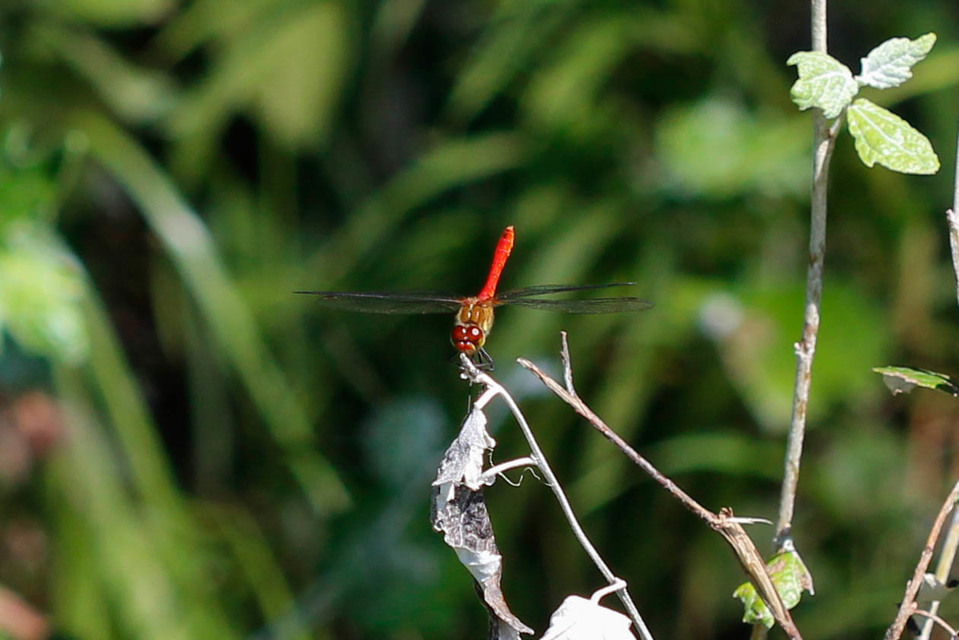 Sympetrum sanguineum - vörös katona-szitakötő