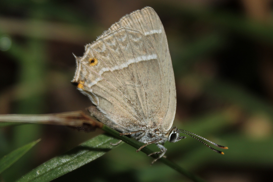 Neozephyrus quercus - tölgyfalepke