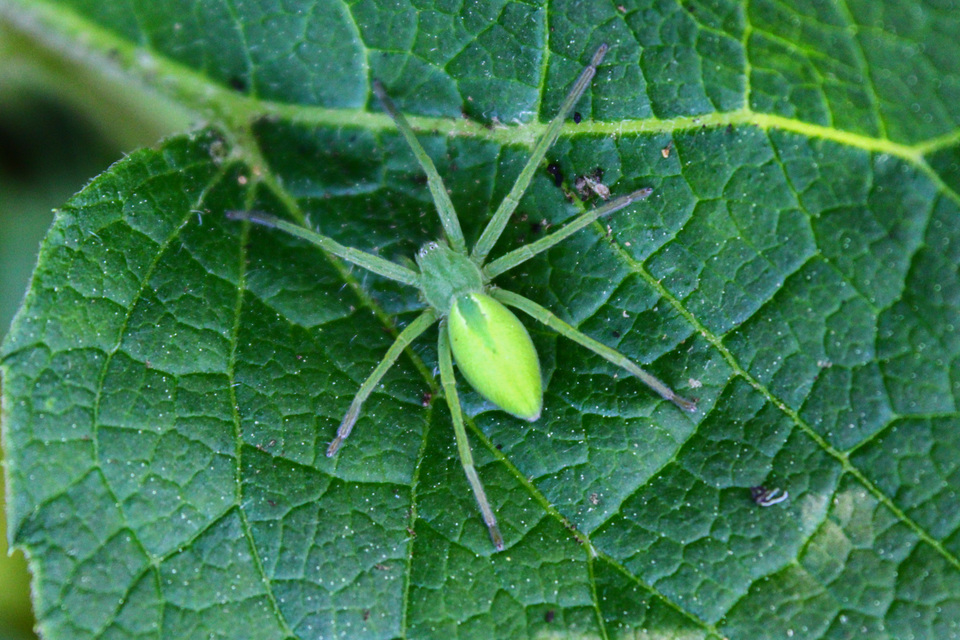 Micrommata virescens - hunyópók