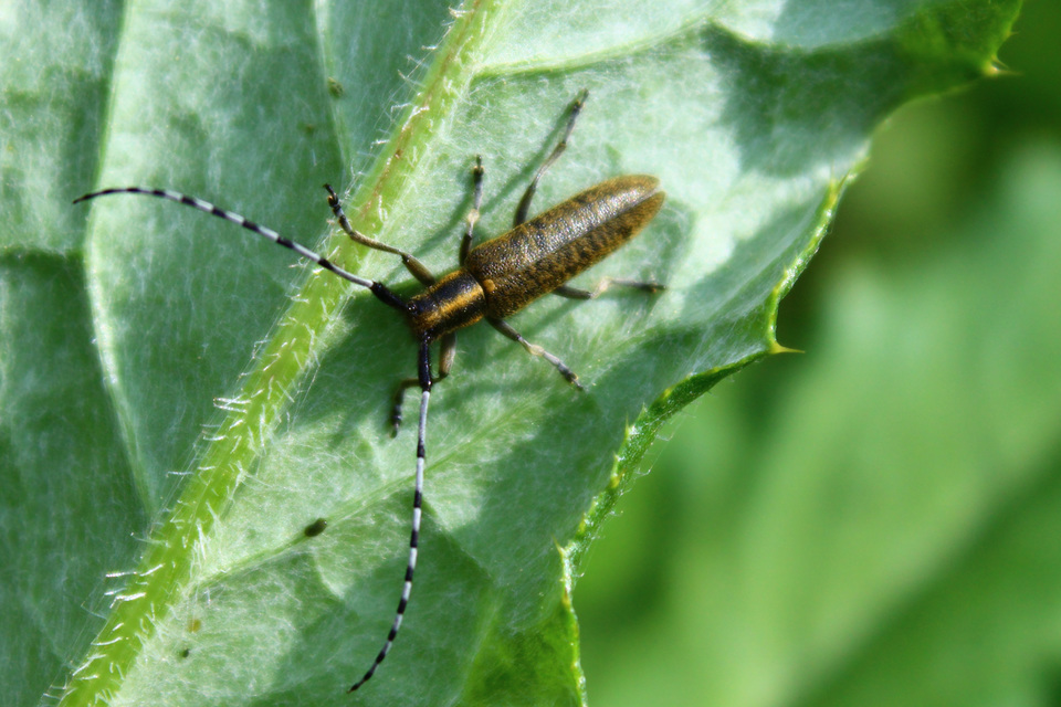 Agapanthia villosoviridescens - fehérgyűrűs bogáncscincér