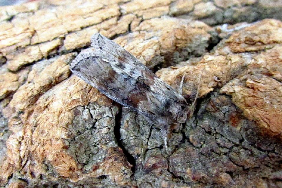 Cymatophorima diluta - őszi pihésszövő